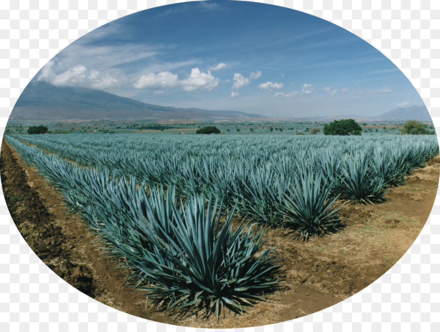 Campo De Agave，Plantação PNG