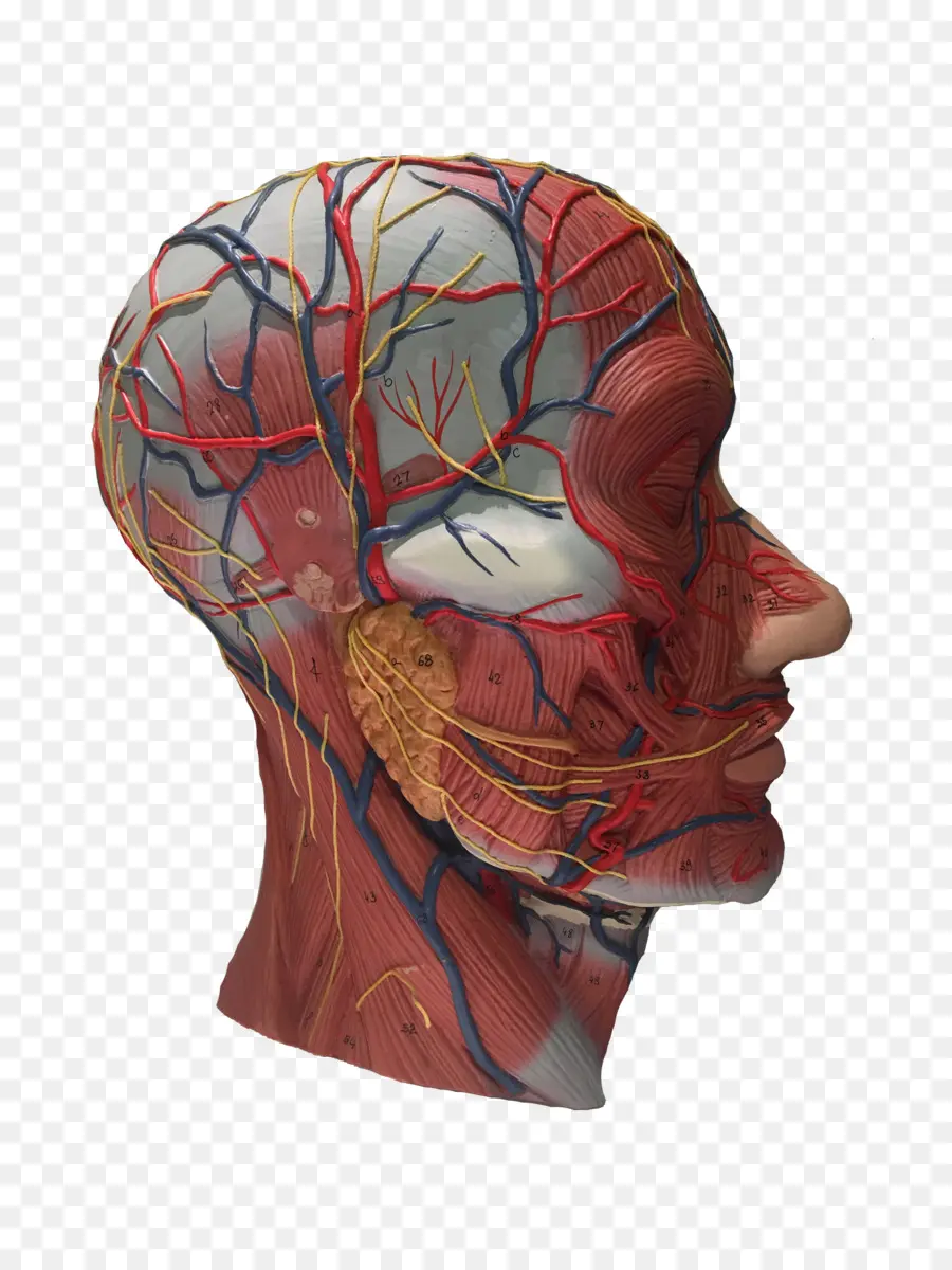 Modelo Anatômico De Cabeça，Anatomia PNG