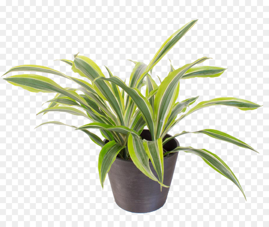 Planta Em Vaso，Verde PNG