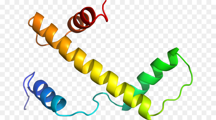 Proteína，Molécula PNG