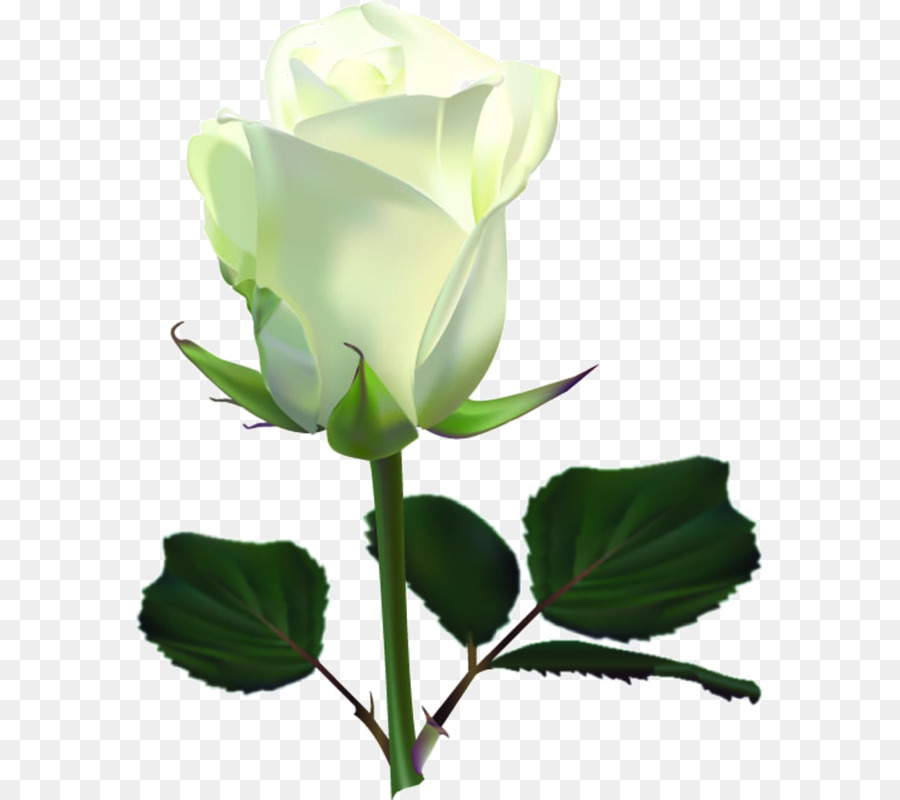 Rosa，Papel De Parede Da área De Trabalho PNG