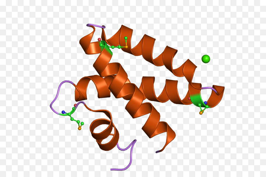 Estrutura Proteica，Molécula PNG