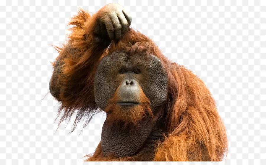 Ape，Orangotango De Sumatra PNG