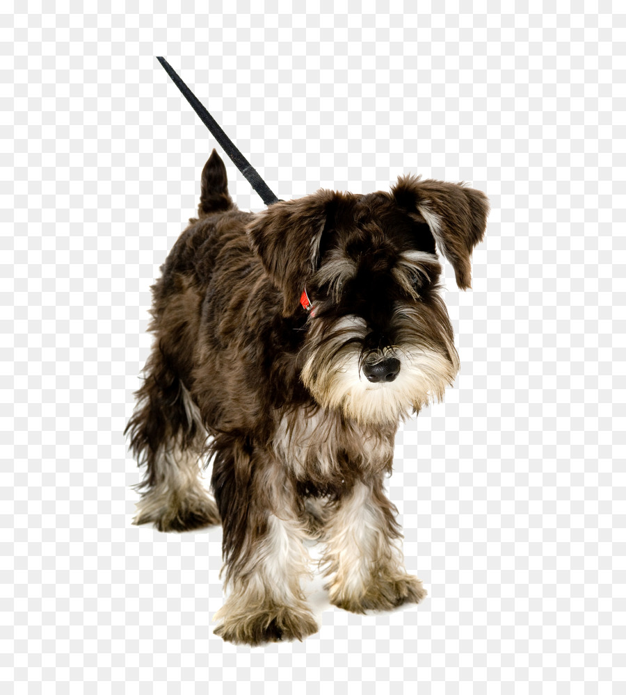 Cachorro Schnauzer，Schnauzer PNG