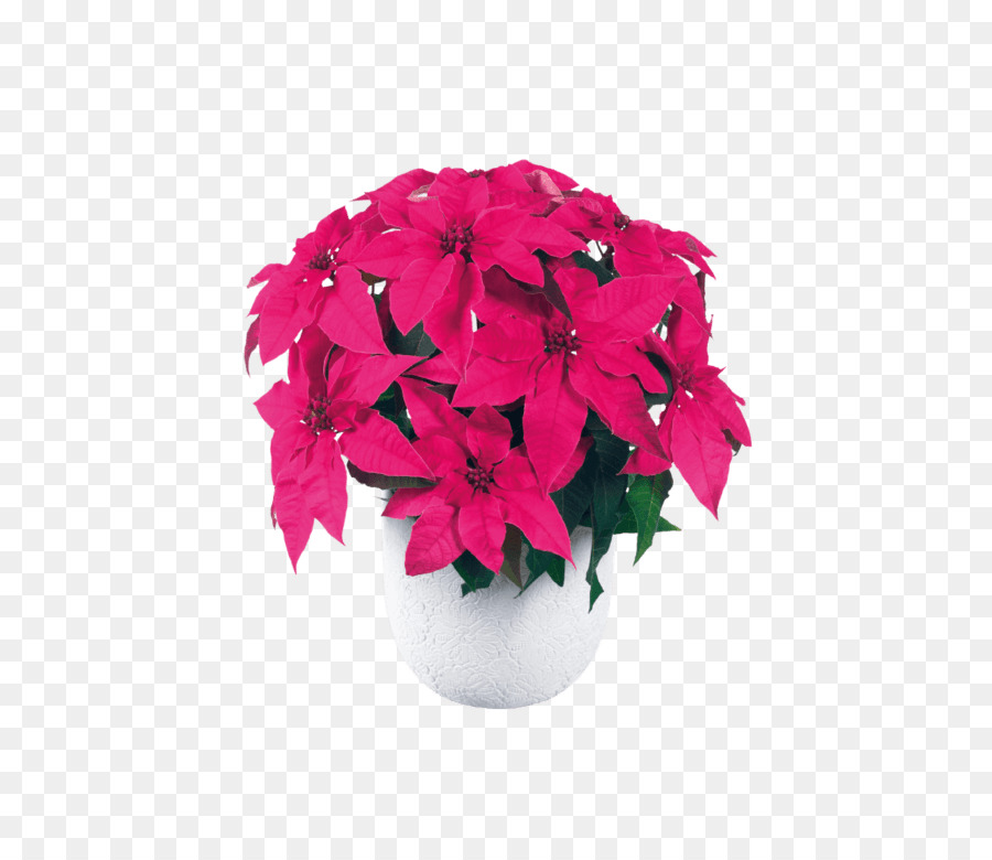 Poinsettia，Flores De Corte PNG