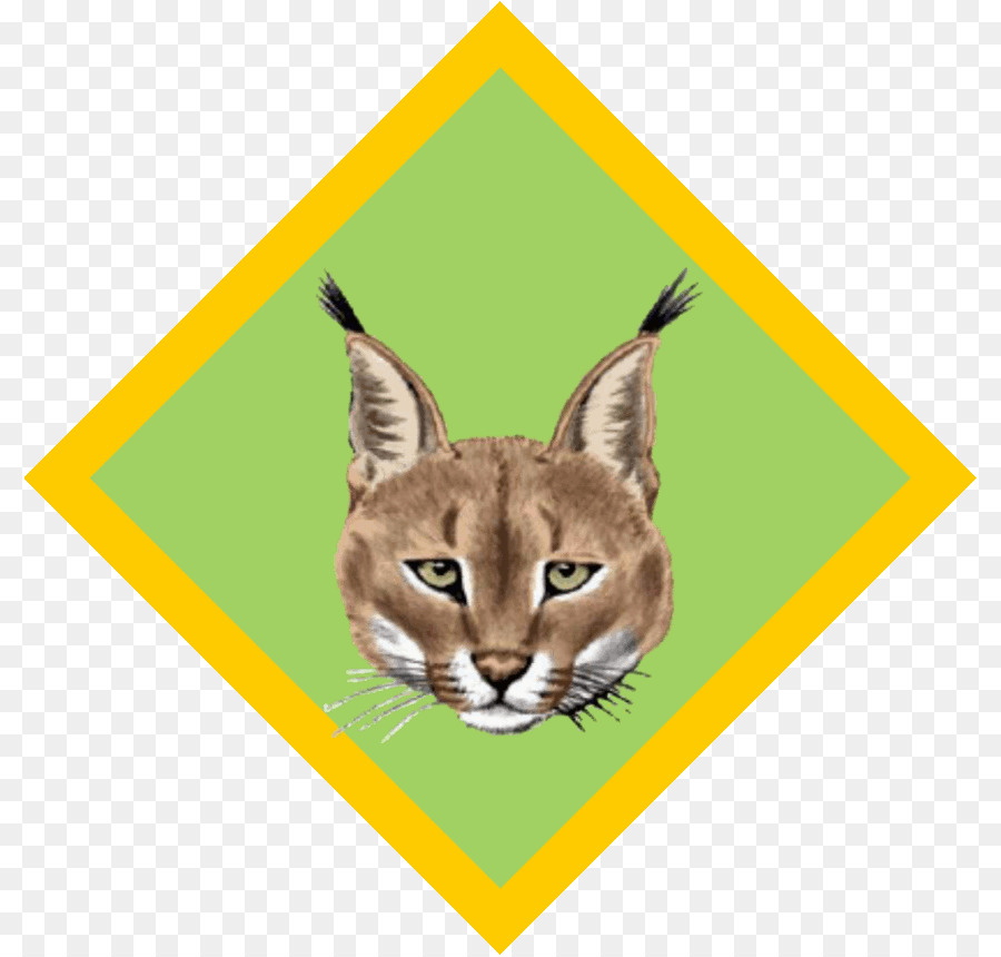 Cub Scout，Escotismo PNG