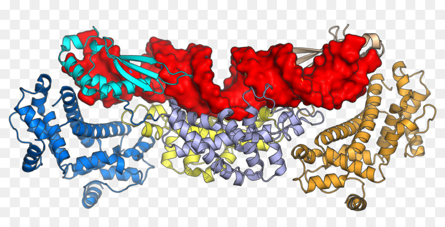 Ribonuclease Iii，Ribonuclease PNG