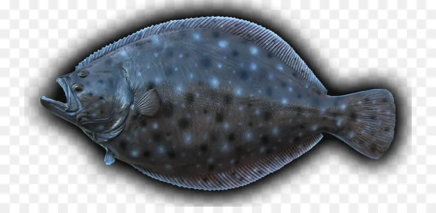 Peixe Chato，Peixe PNG