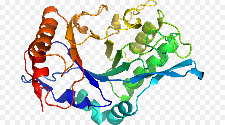 Estrutura Proteica，Biologia PNG