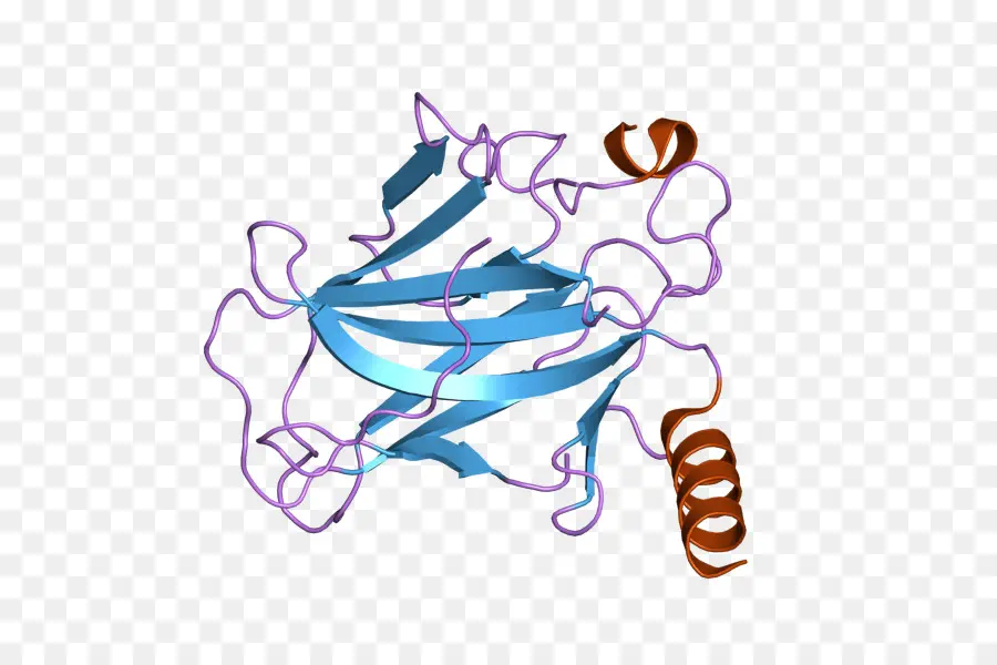 Estrutura Proteica，Biologia Molecular PNG