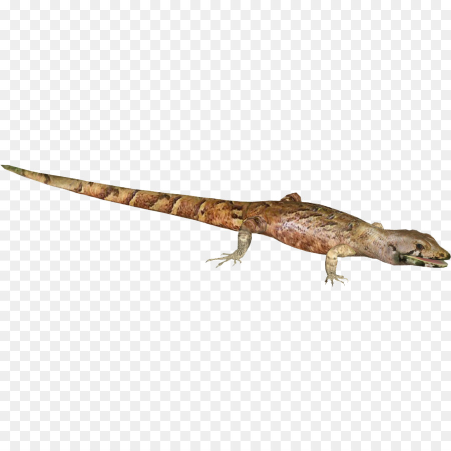 Agama，Gecko PNG