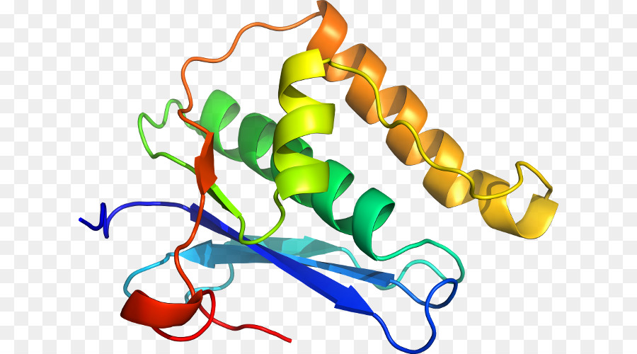 Estrutura Proteica，Biologia PNG