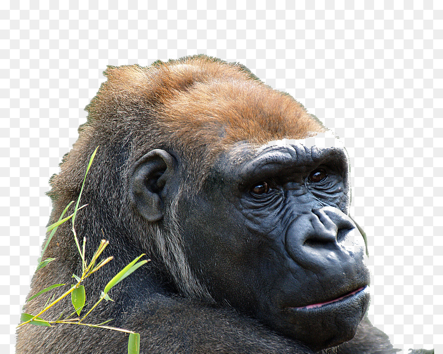 Chimpanzé Comum，Gorila Ocidental PNG