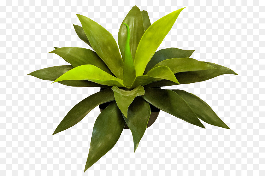 Planta Verde，Folhas PNG