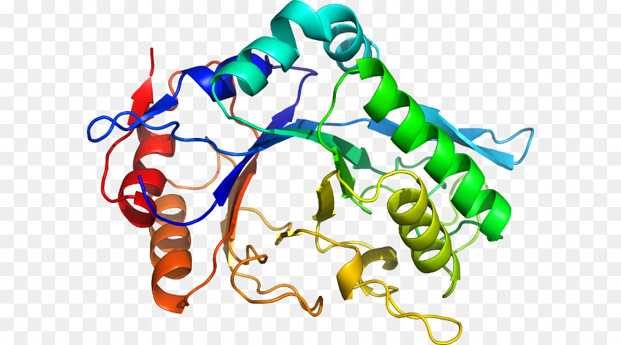 Estrutura Proteica，Biologia PNG