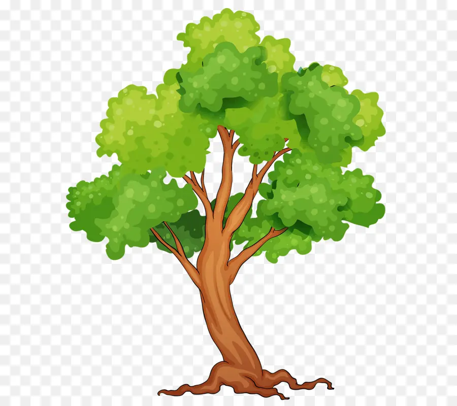 Floresta，árvore PNG