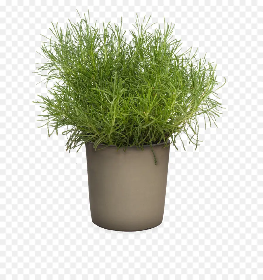 Planta De Endro，Erva PNG