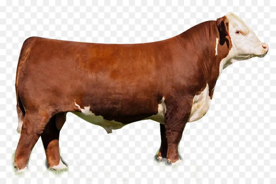 O Gado Hereford，Angus Gado PNG