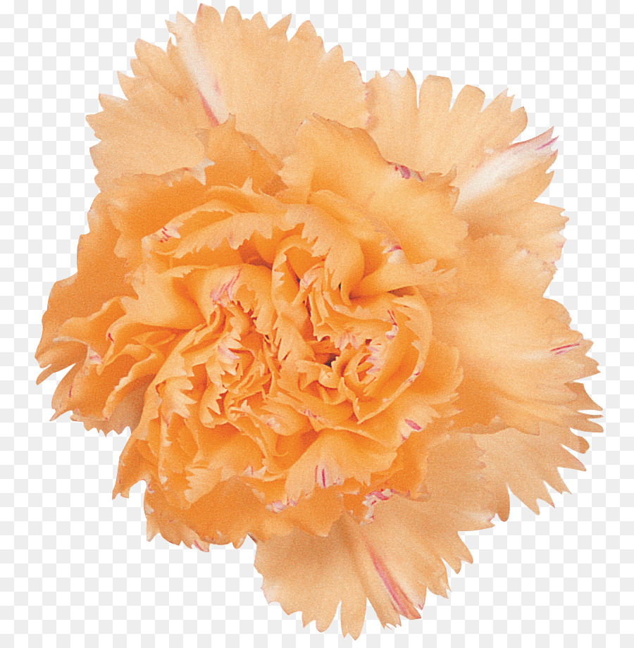 Cravo Laranja，Florescer PNG