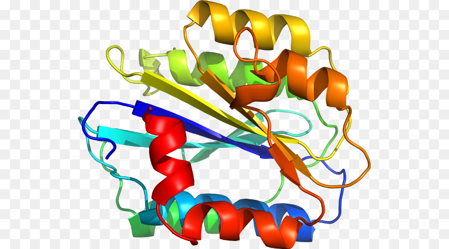 Estrutura Proteica，Biologia PNG