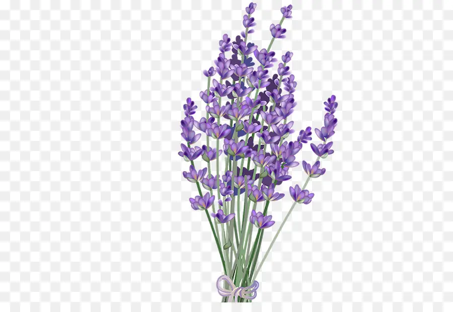 Lavanda，Flor PNG