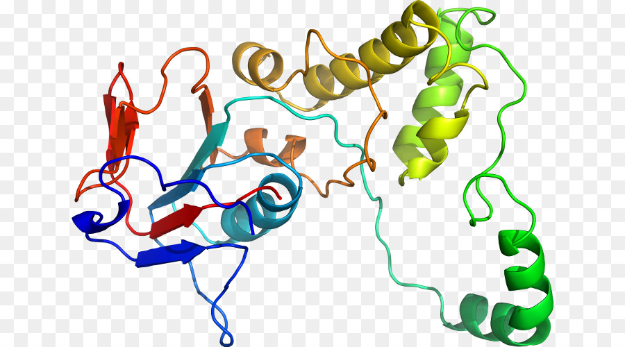 Proteína，Molécula PNG