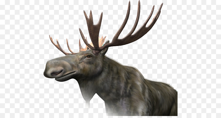 Moose，Resolução De Imagem PNG