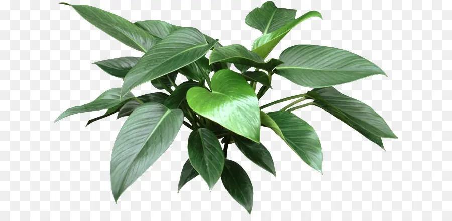 Philodendron Bipinnatifidum，Planta De Casa PNG