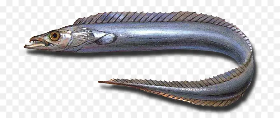 Peixe，Mar PNG