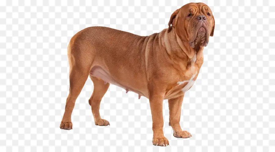 Raça Do Cão，Dogue De Bordeaux PNG