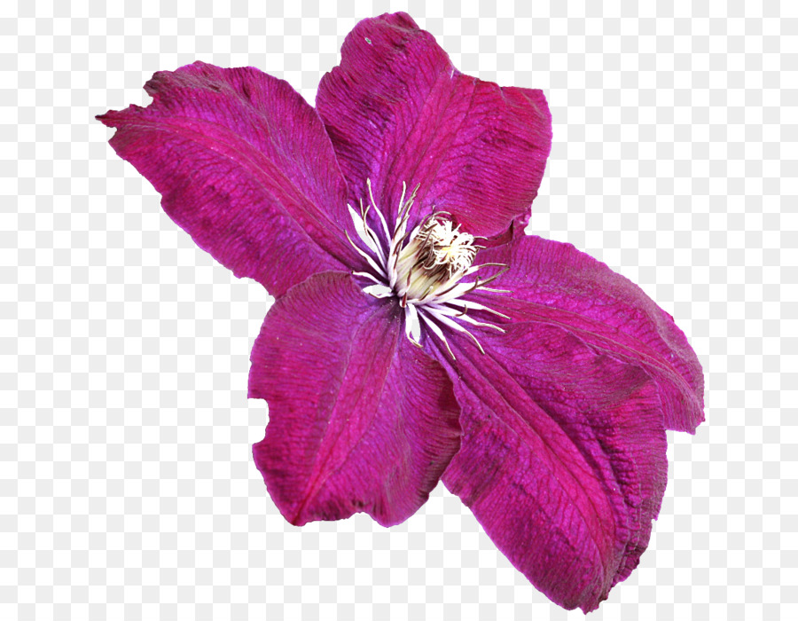 Flor De Couro，Flor PNG