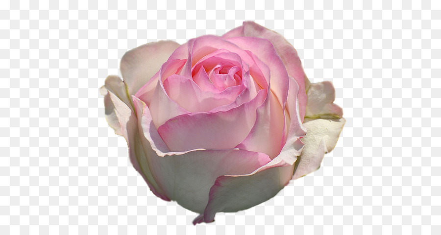 Rosa Preta E Branca，Rosa PNG