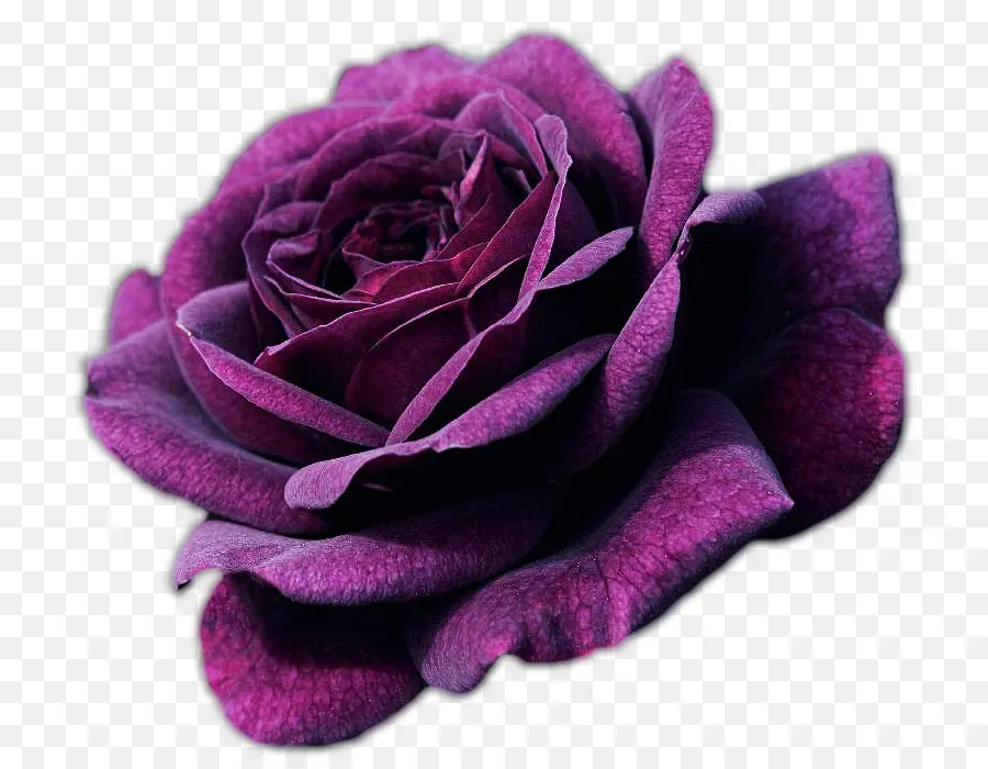 Rosa，Roxo PNG