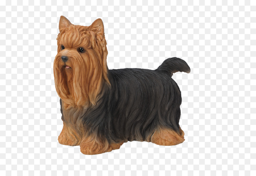 Yorkshire Terrier，Australian Terrier PNG