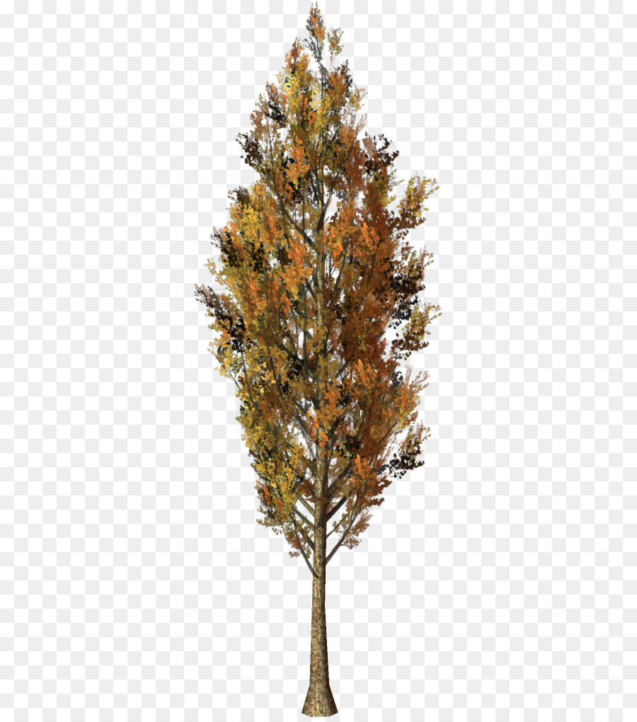 Larch，Enfeitar PNG