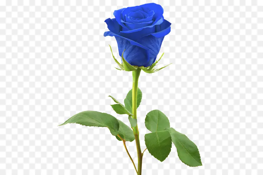 Rosa Azul，Fotografia De Stock PNG