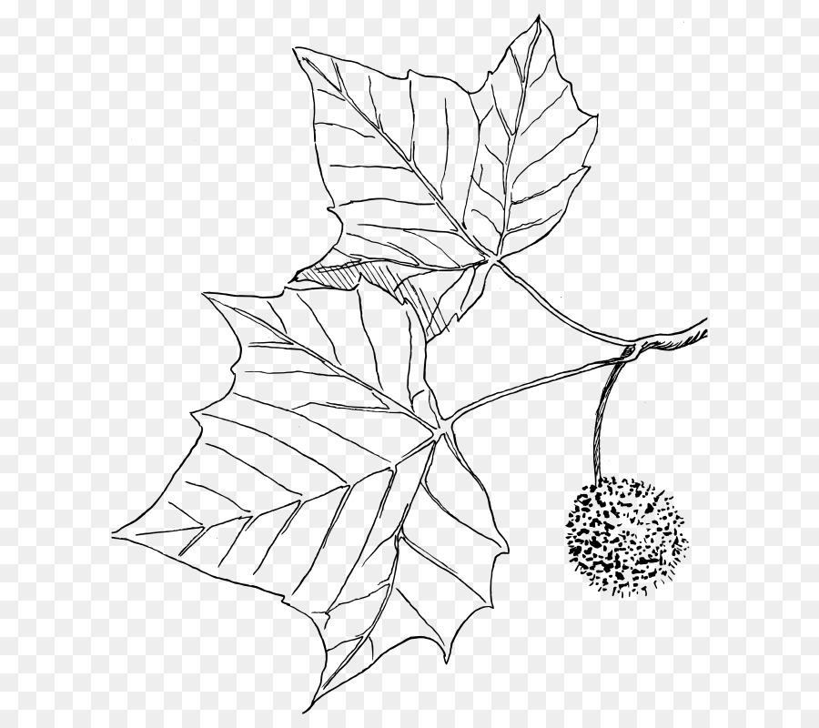 Sycamore Americano，Desenho PNG