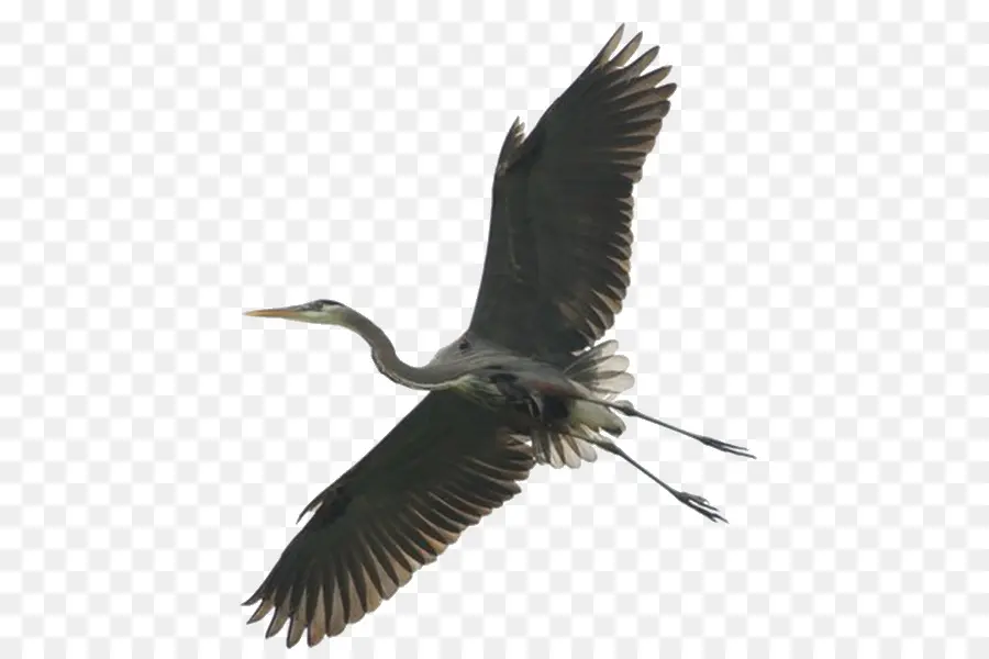 Heron，Aves PNG