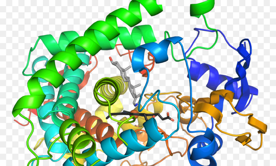 Enzima，Reação Química PNG