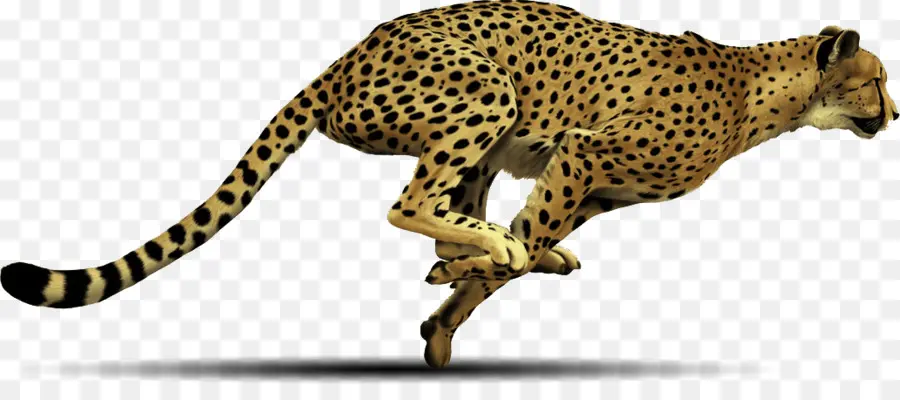 Cheetah，Resolução De Imagem PNG