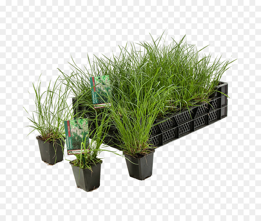 Flowerpot，Pennisetum Alopecuroides PNG