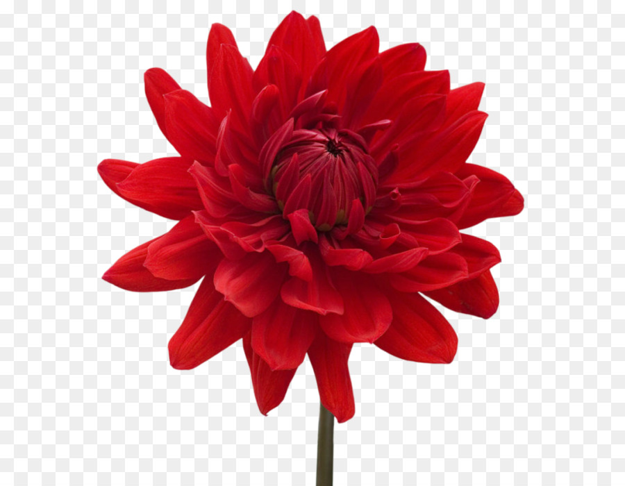 Flor，Vermelho PNG