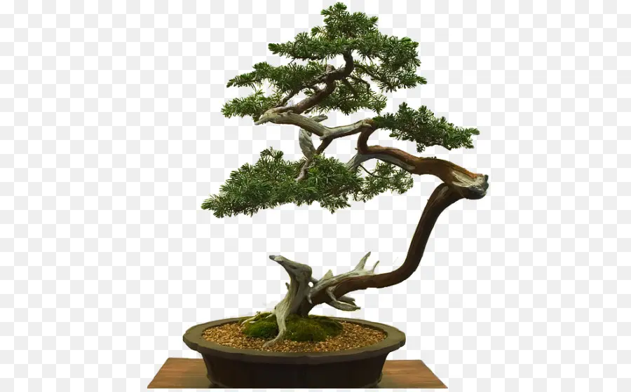 Árvore Bonsai，Miniatura PNG