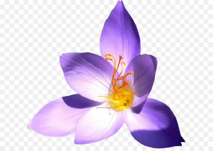 Flor Roxa，Florescer PNG