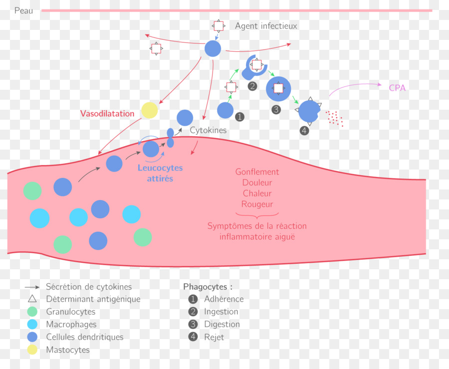 A Inflamação，Terminal Científica PNG