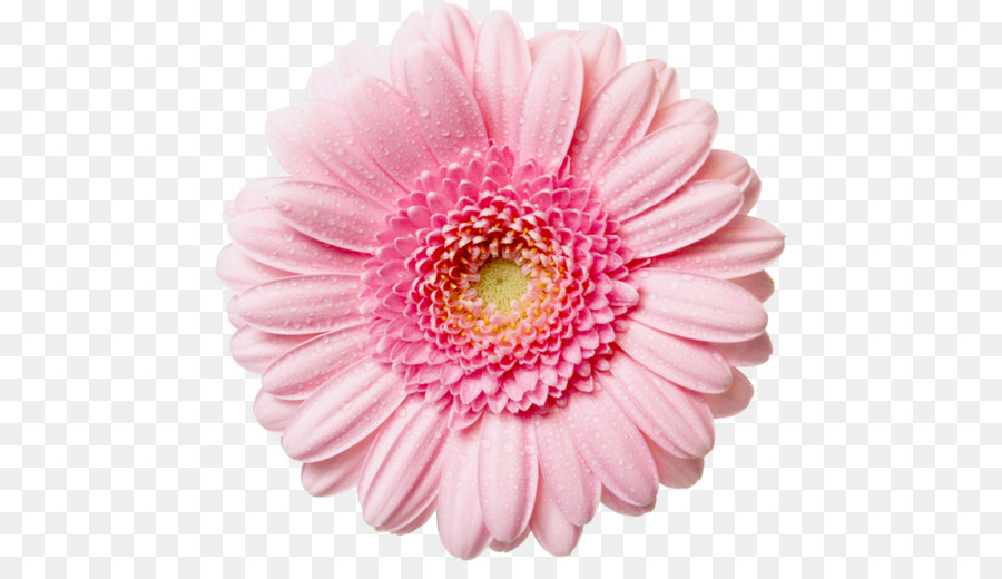 Flor，Florescer PNG