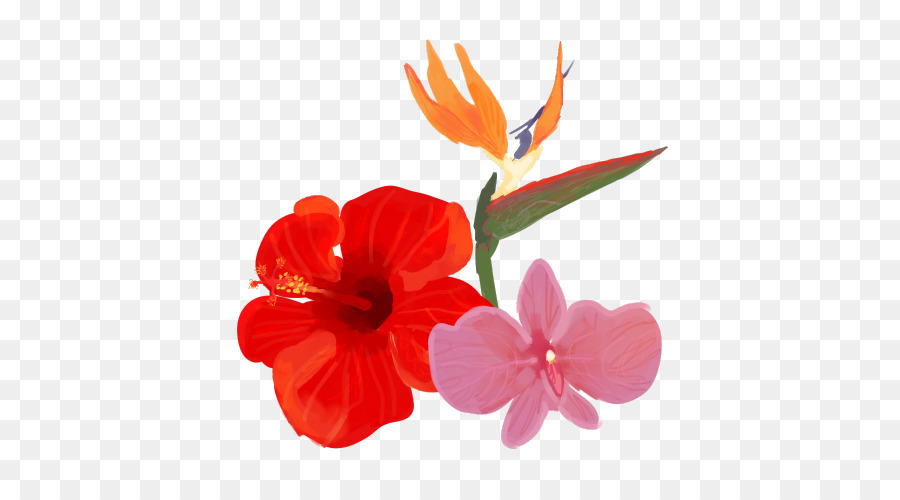 Hibiscus，Flores De Corte PNG