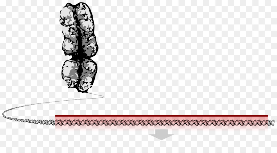 Sequenciamento De Dna，Genética PNG