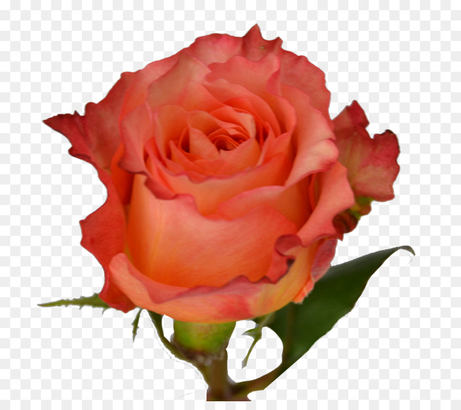 Rosa Pêssego，Florescer PNG