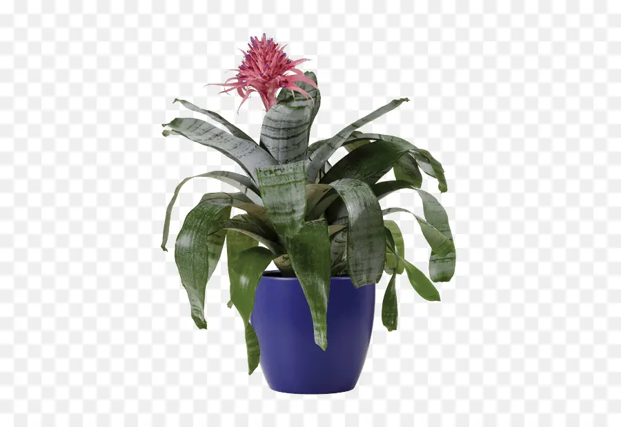 Planta Em Vaso，Flor PNG